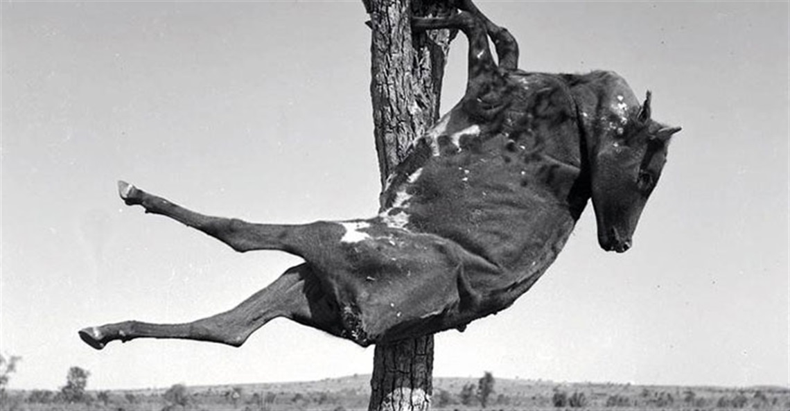 Sidney Nolan, Untitled (calf carcass in tree) 1952, archival inkjet print, 23 x 23 cm